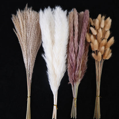 Dried Pampas Grass Decor 80-110 PCS